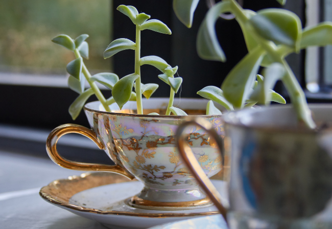 DIY #5 : succulentes dans un service à thé