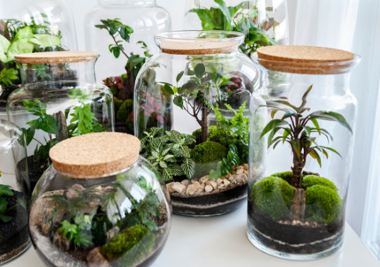 Terrarium plantes grasses et succulentes création de votre