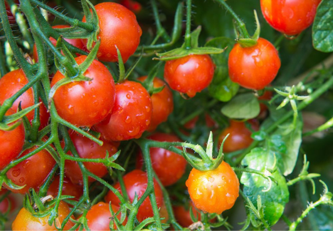 Que faut-il savoir pour la culture de tomates cerises ?
