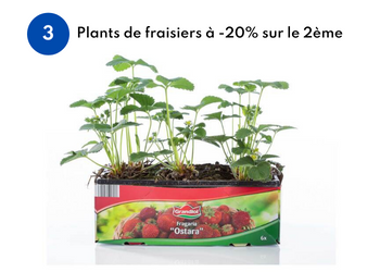 Plants de fraise à 5,92€ les 2